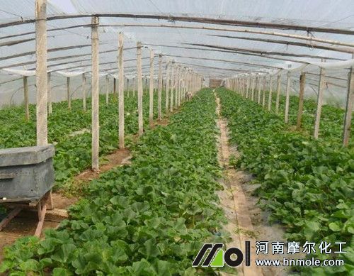 香瓜用肥使用說明
