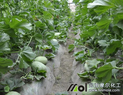 種植香瓜不長(zhǎng)怎么辦