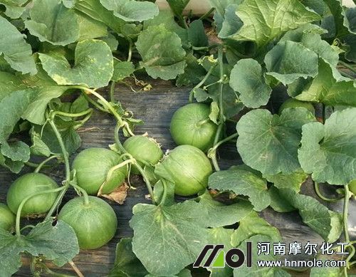 種植香瓜不長(zhǎng)怎么辦