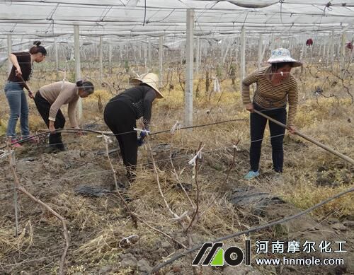 葡萄秋季清園