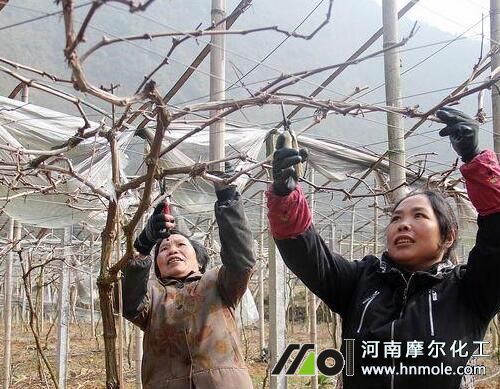 秋季葡萄枝條修剪