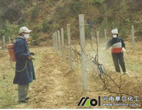 葡萄噴藥保護(hù)