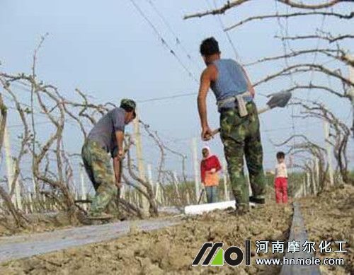 葡萄澆灌覆膜