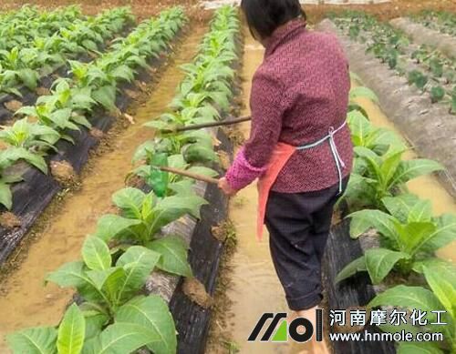 水溶肥滴灌方法
