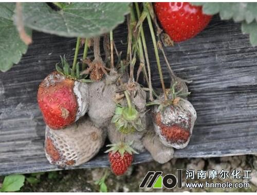 草莓灰霉病癥狀