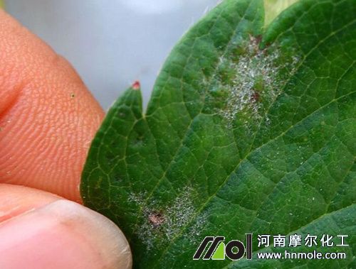草莓白粉病表現(xiàn)