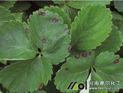 草莓蛇眼病圖片