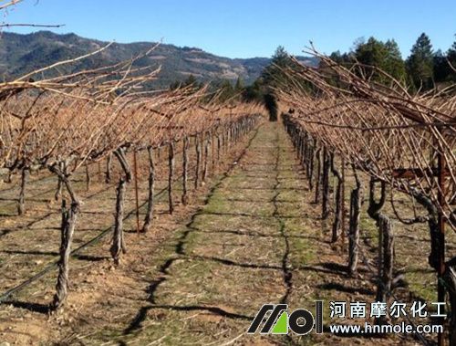 葡萄樹長得慢上什么肥料