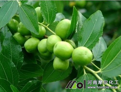棗樹結(jié)果期追肥