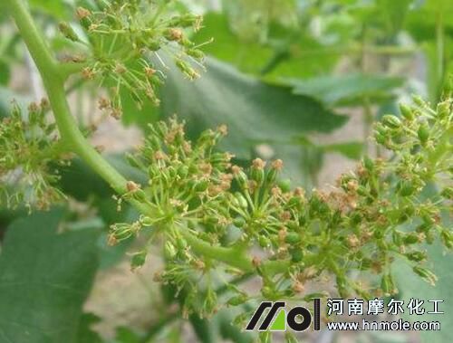 葡萄謝花后幼果施肥