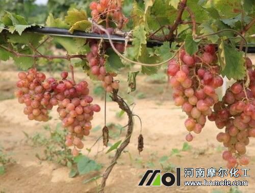 葡萄膨大著色期施肥