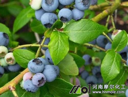 高叢、兔眼追施水溶肥