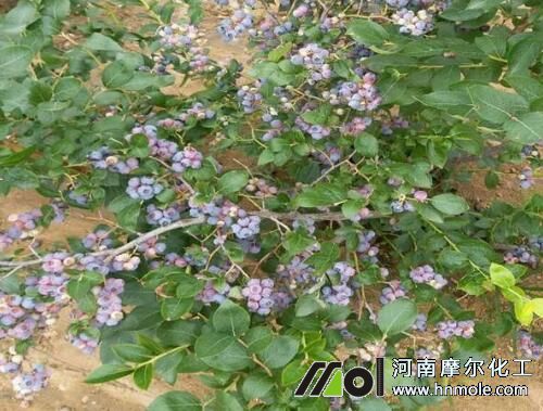 矮叢追施水溶肥
