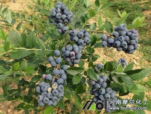 適合藍莓用的水溶性肥料