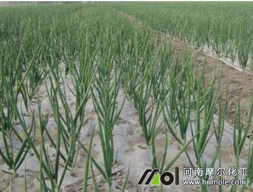 大蔥水溶肥用法