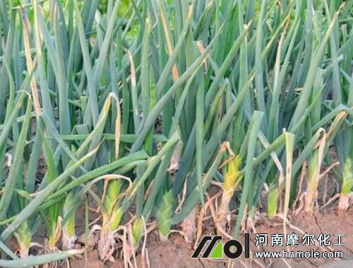 蔥用什么肥料