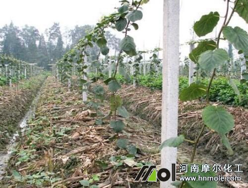 獼猴桃滴噴灌水溶肥選擇與使用