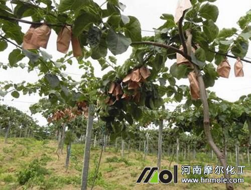 獼猴桃水溶肥施用指南