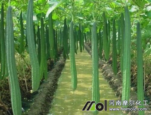絲瓜要施什么肥