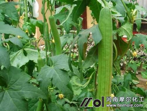 絲瓜澆水溶肥施用指南
