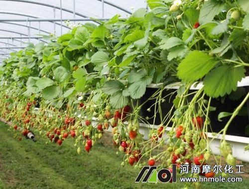 草莓種植溫度