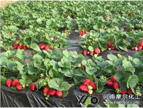 草莓土壤溫度要求