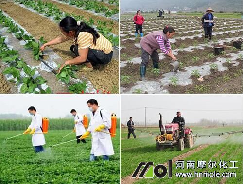水溶肥這樣用效果翻兩倍
