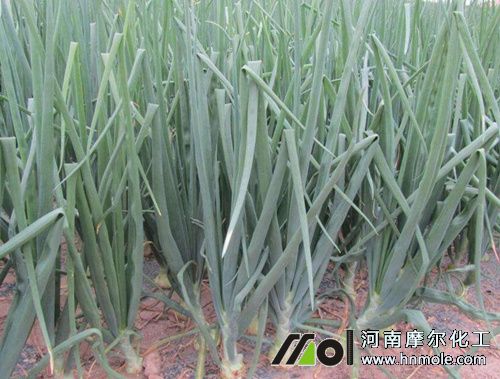 洋蔥施肥方法