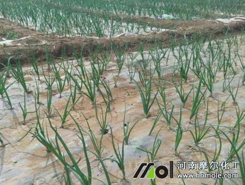 洋蔥水溶肥使用方法