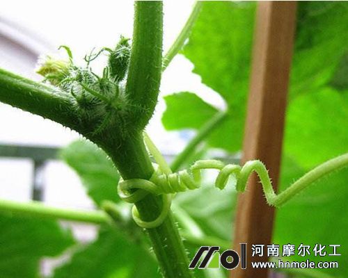 黃瓜長藤期施肥
