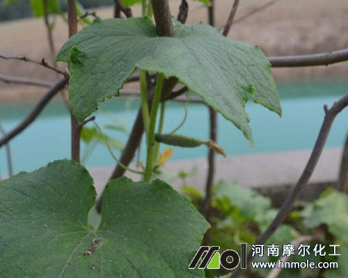 黃瓜多結(jié)瓜方法
