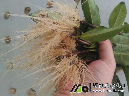 生根水溶肥選擇