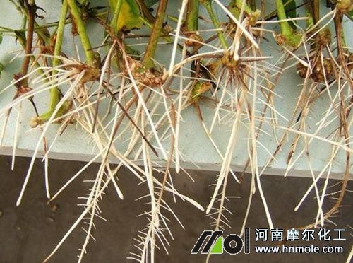 生根水溶肥使用方法