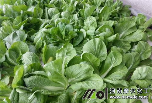 水溶肥見效期