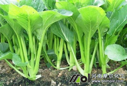 葉菜施肥食用時(shí)間