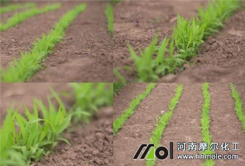 大量元素水溶肥不傷根