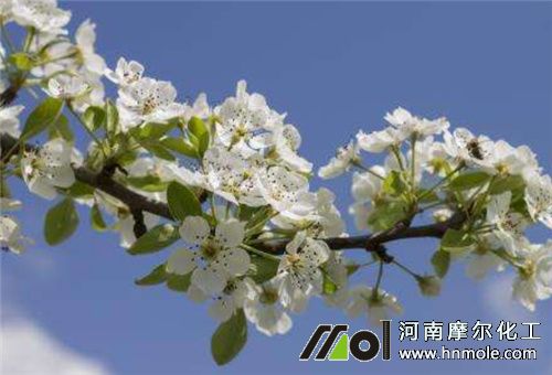 苗期用水溶肥