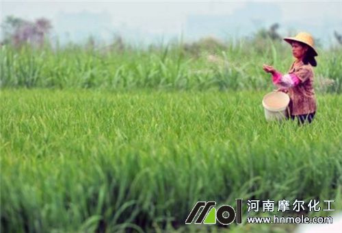 水稻上用水溶肥作用2