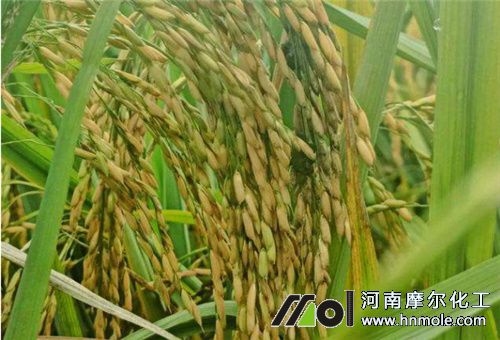 水稻上用水溶肥作用1