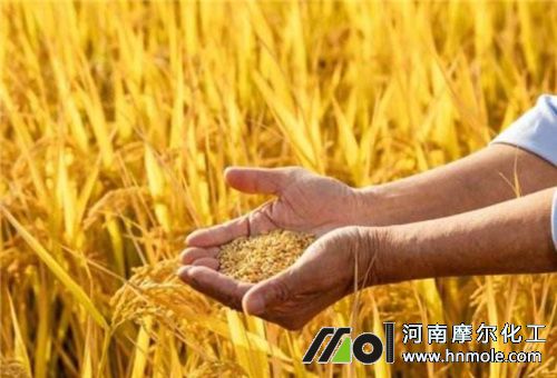 水稻上用水溶肥作用
