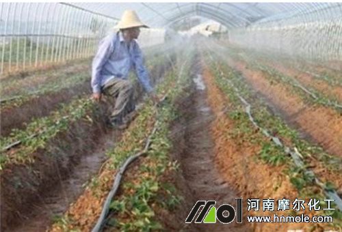 菜地水溶肥吸收長短