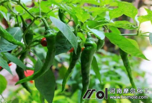 辣椒采收后追肥