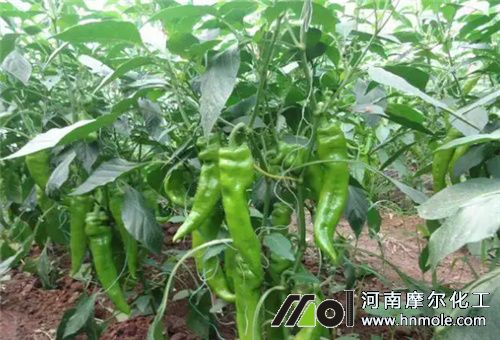 辣椒結(jié)果期施肥