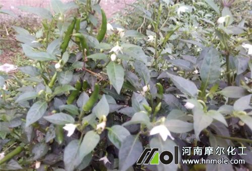 辣椒花蕾期施肥
