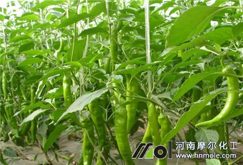 辣椒地用水溶肥