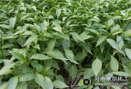 辣椒苗施肥