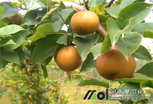 梨樹水溶肥配制方法