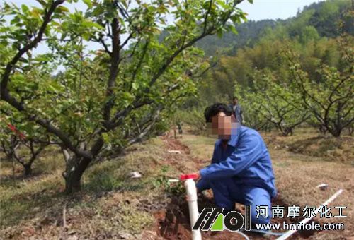 梨樹滴灌施肥