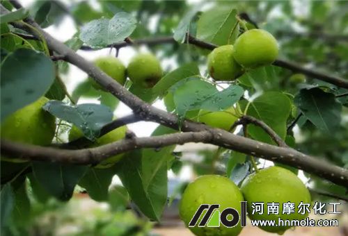 梨樹水肥沖施時間