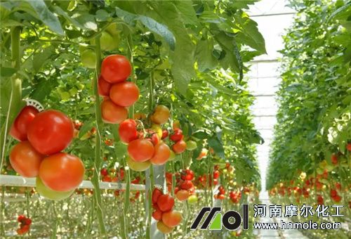 溫室水溶肥選擇